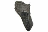 Partial Megalodon Tooth - Serrated Blade #248425-1